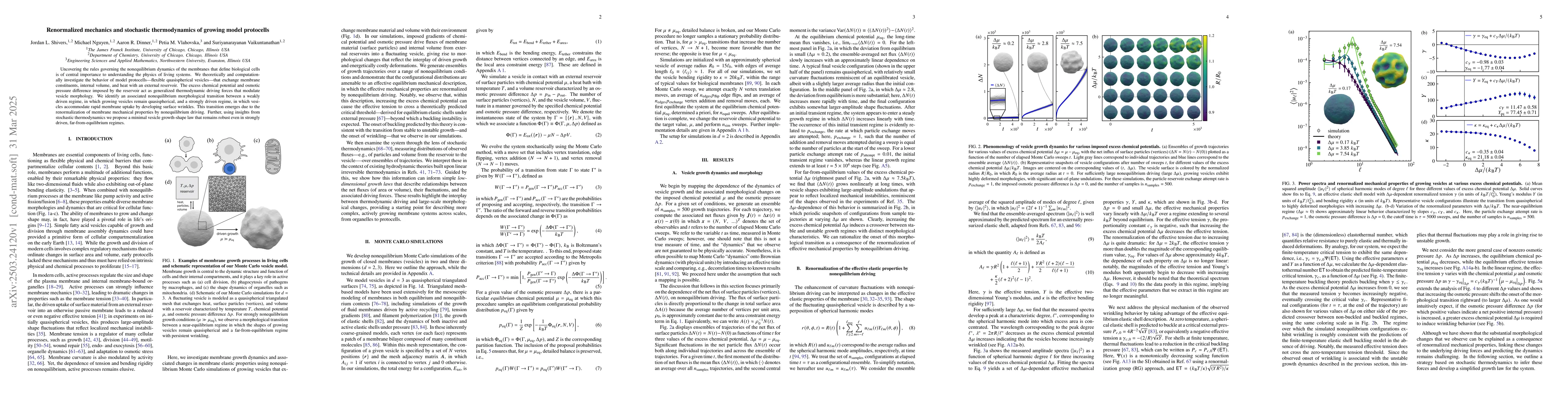 Thumbnail for Renormalized mechanics and stochastic thermodynamics of growing model
  protocells