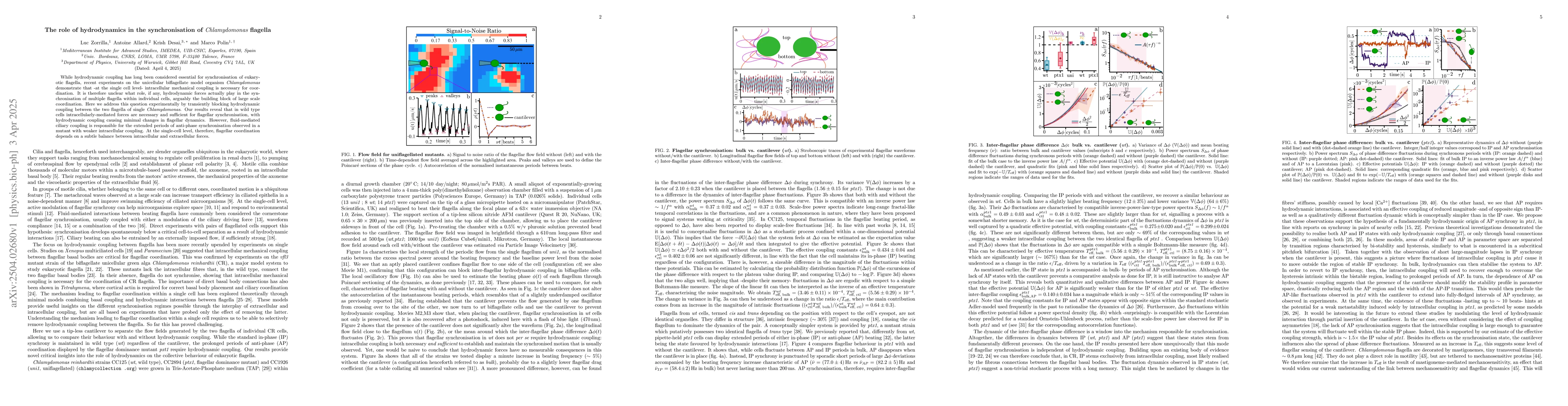 Thumbnail for The role of hydrodynamics in the synchronisation of {\it Chlamydomonas}
  flagella