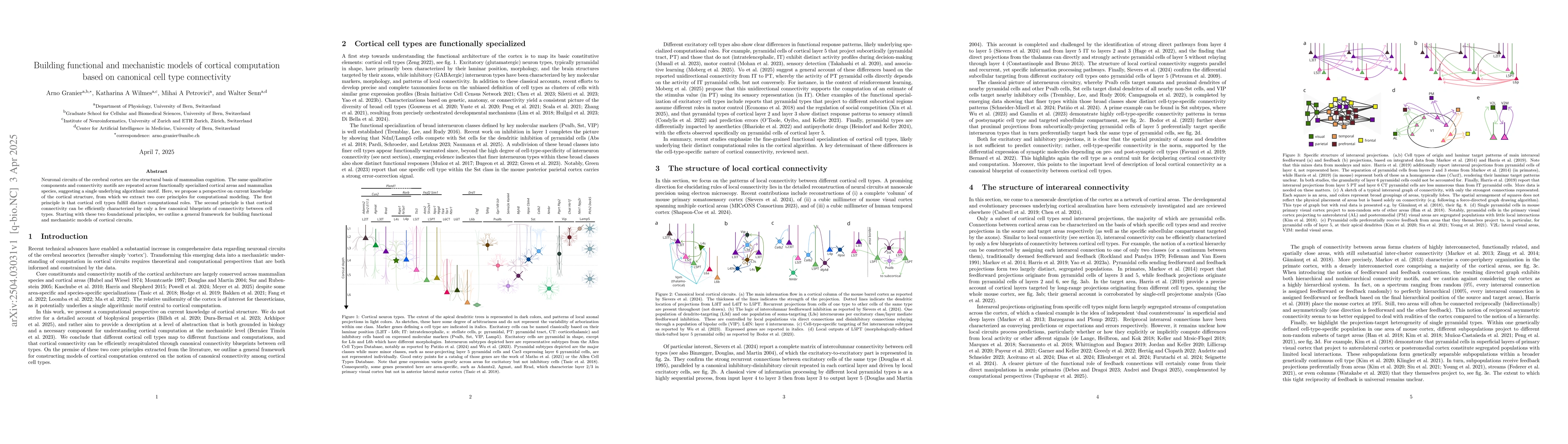 Thumbnail for Building functional and mechanistic models of cortical computation based
  on canonical cell type connectivity
