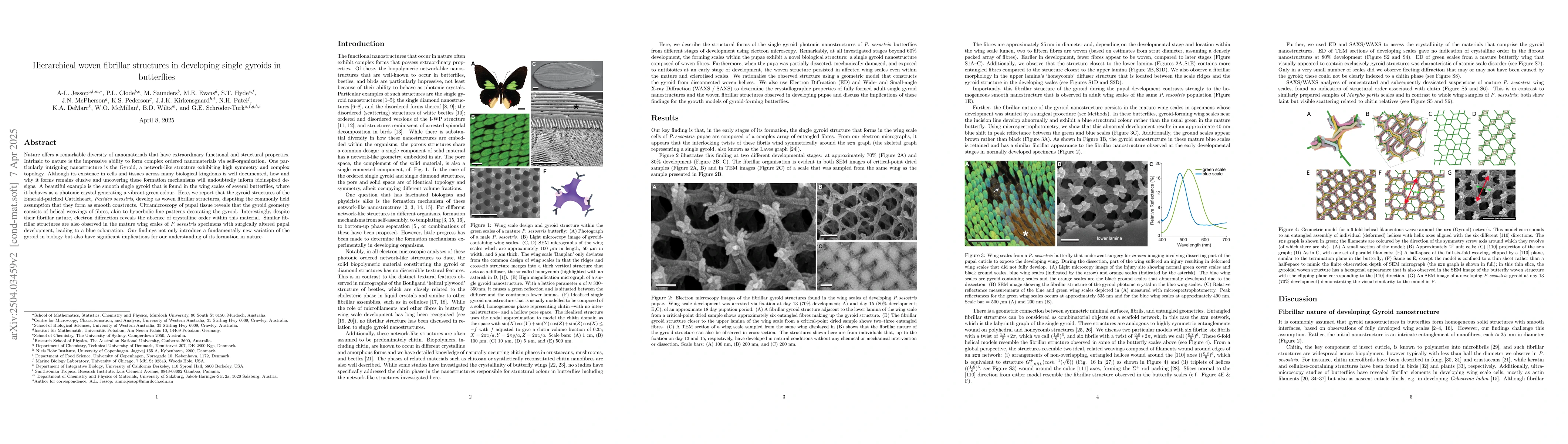 Thumbnail for Hierarchical woven fibrillar structures in developing single gyroids in
  butterflies