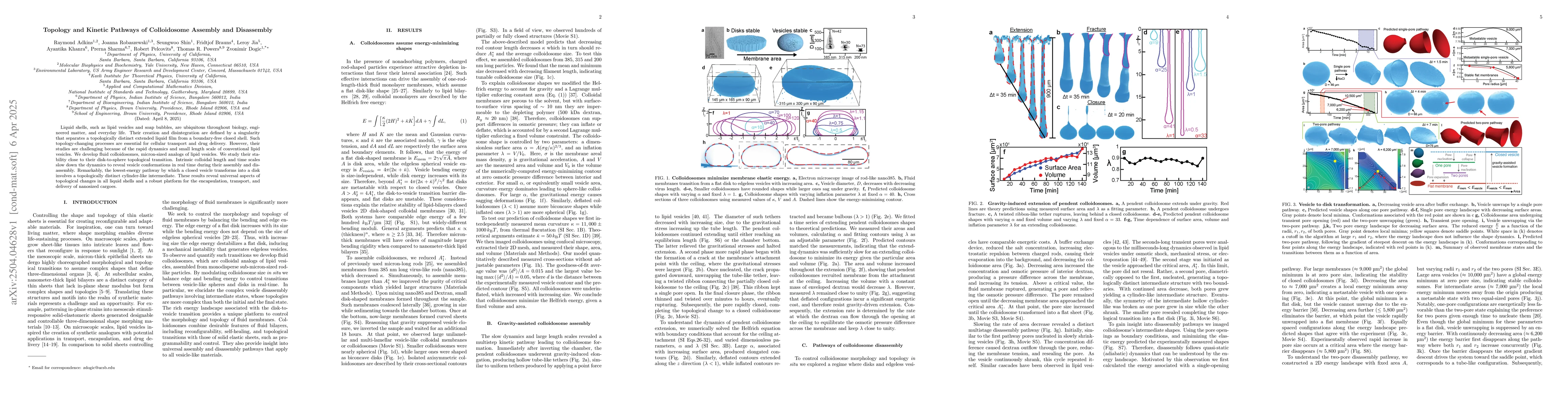 Thumbnail for Topology and Kinetic Pathways of Colloidosome Assembly and Disassembly