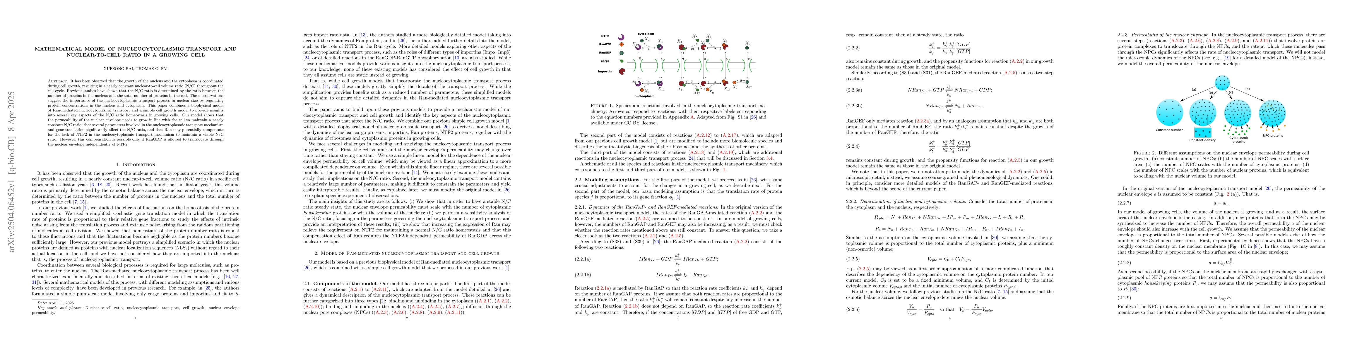 Thumbnail for Mathematical model of Nucleocytoplasmic Transport and Nuclear-to-Cell
  Ratio in a growing cell