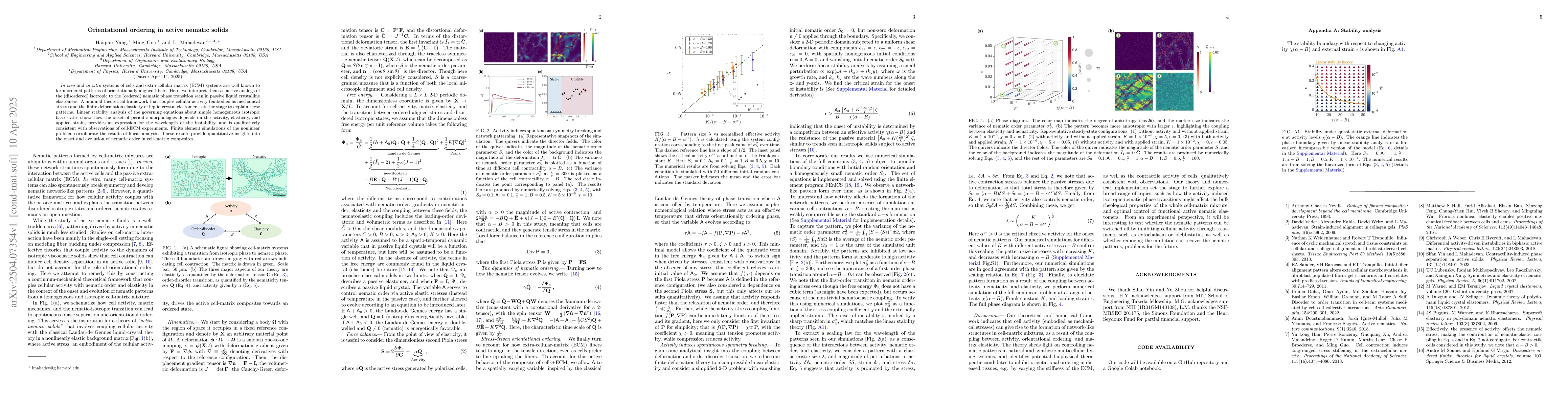 Thumbnail for Orientational ordering in active nematic solids