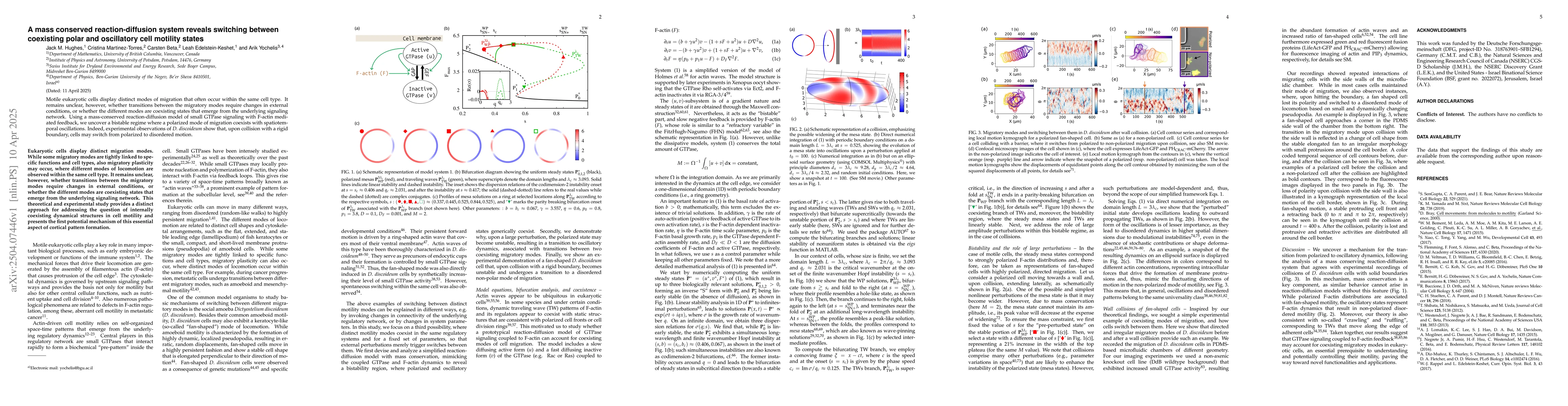 Thumbnail for A mass conserved reaction-diffusion system reveals switching between
  coexisting polar and oscillatory cell motility states