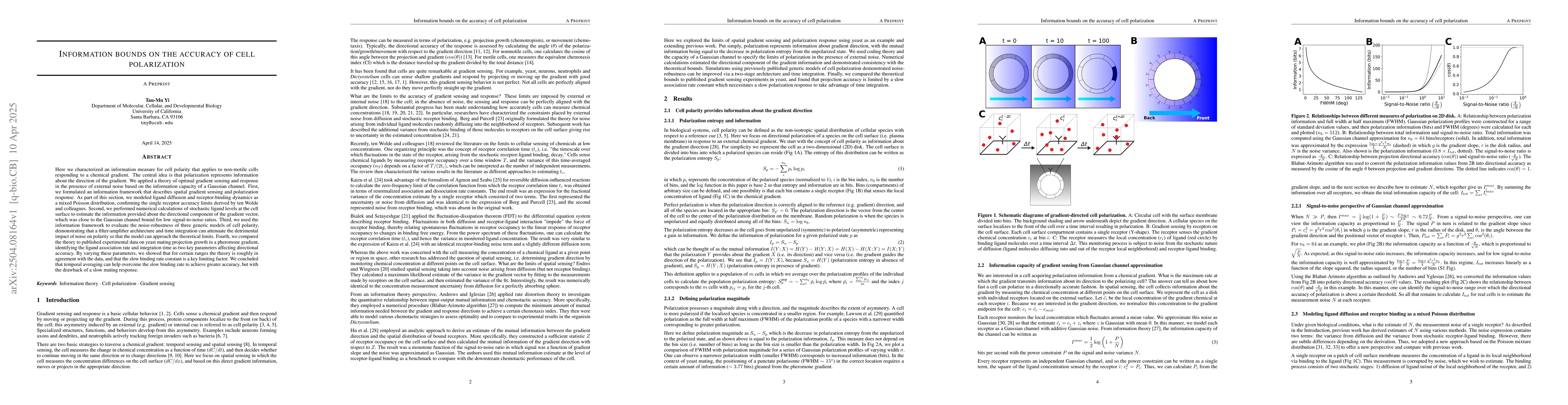 Thumbnail for Information bounds on the accuracy of cell polarization