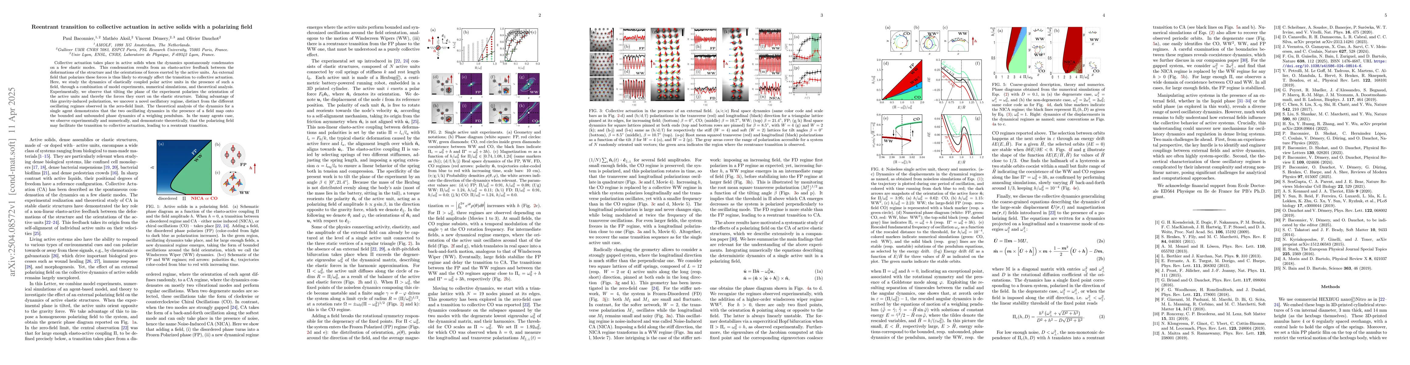 Thumbnail for Reentrant transition to collective actuation in active solids with a
  polarizing field