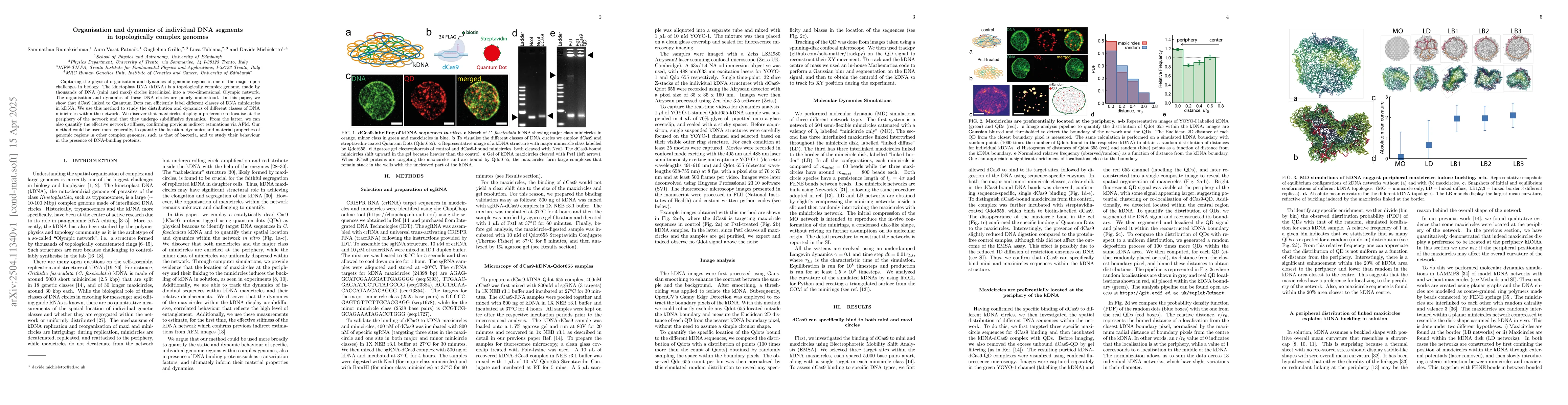 Thumbnail for Organisation and dynamics of individual DNA segments in topologically
  complex genomes