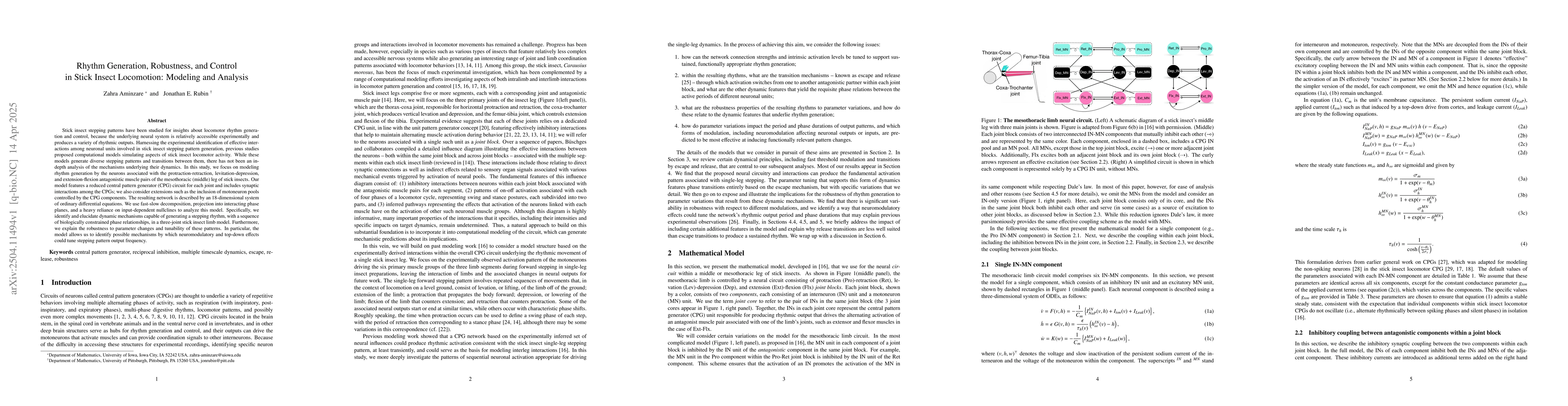 Thumbnail for Rhythm Generation, Robustness, and Control in Stick Insect Locomotion:
  Modeling and Analysis