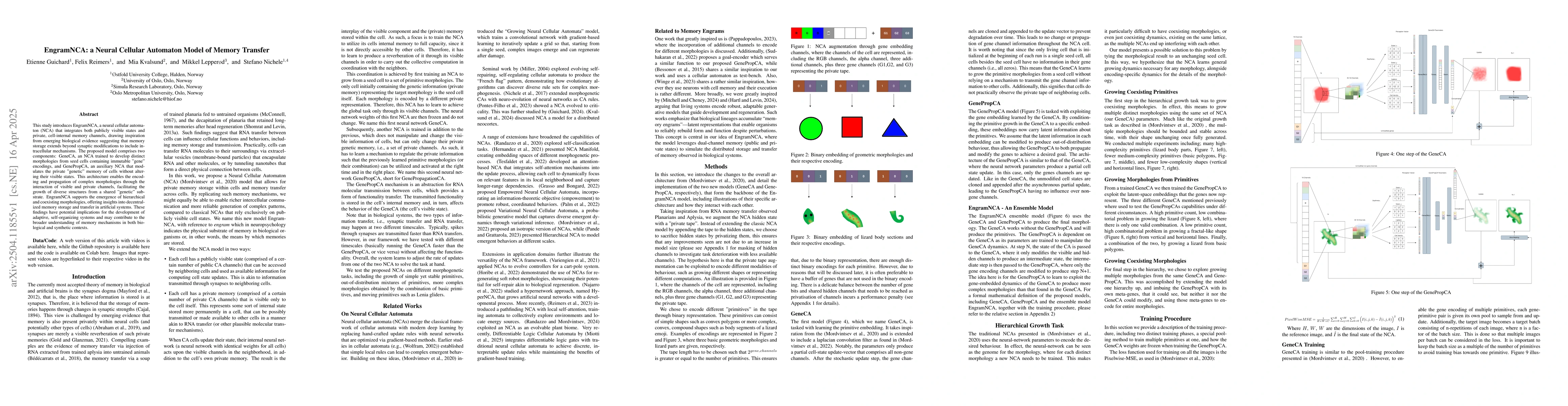 Thumbnail for EngramNCA: a Neural Cellular Automaton Model of Memory Transfer