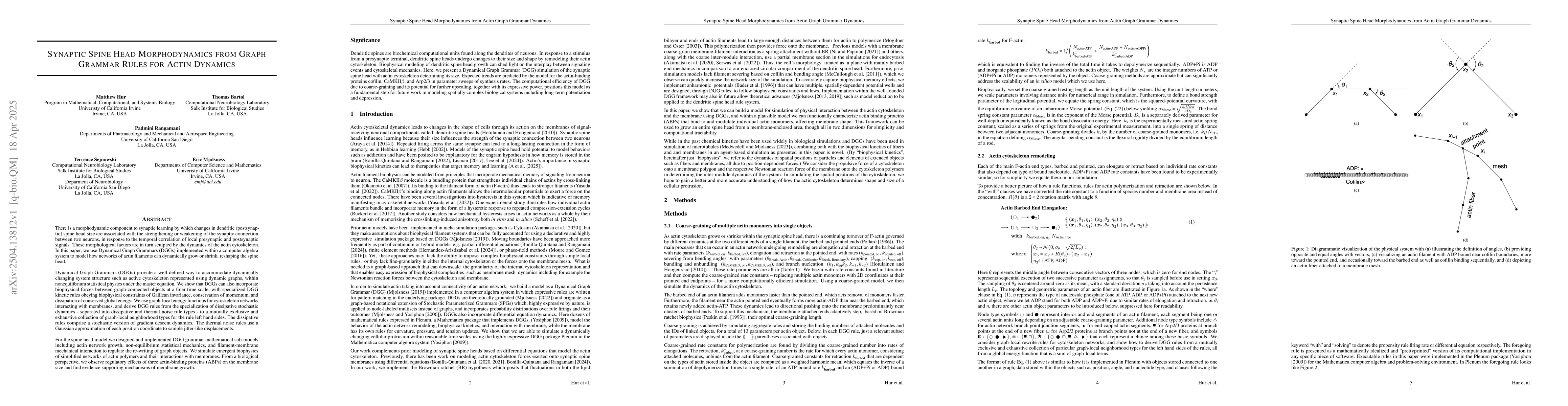 Thumbnail for Synaptic Spine Head Morphodynamics from Graph Grammar Rules for Actin
  Dynamics