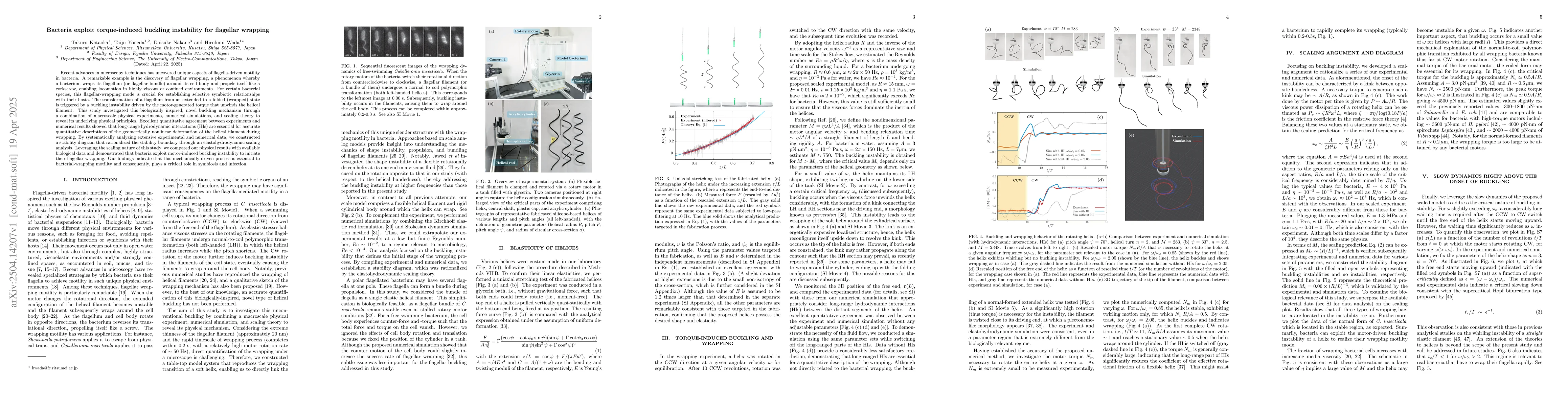 Thumbnail for Bacteria exploit torque-induced buckling instability for flagellar
  wrapping
