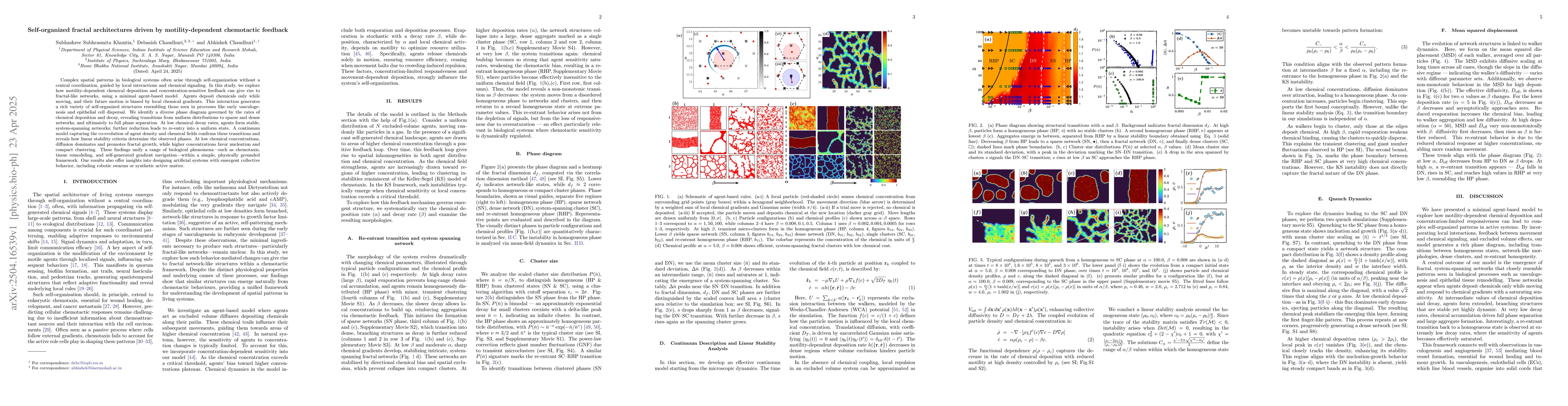Thumbnail for Self-organized fractal architectures driven by motility-dependent
  chemotactic feedback