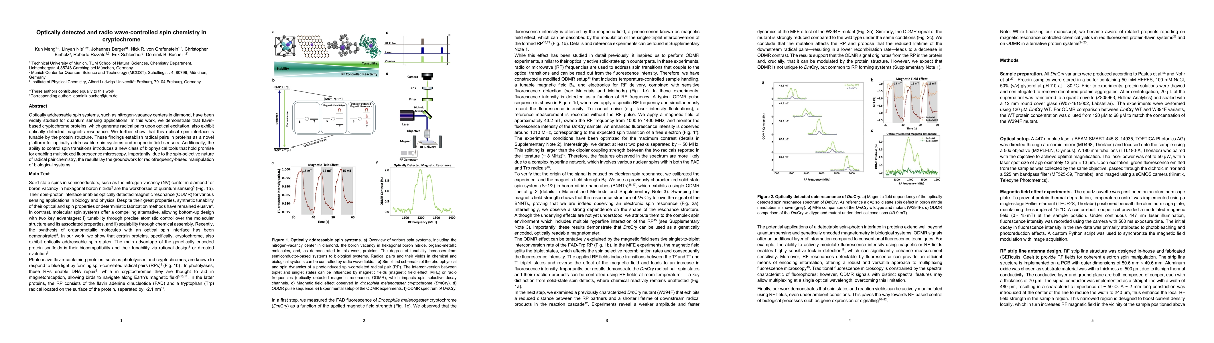 Thumbnail for Optically detected and radio wave-controlled spin chemistry in
  cryptochrome
