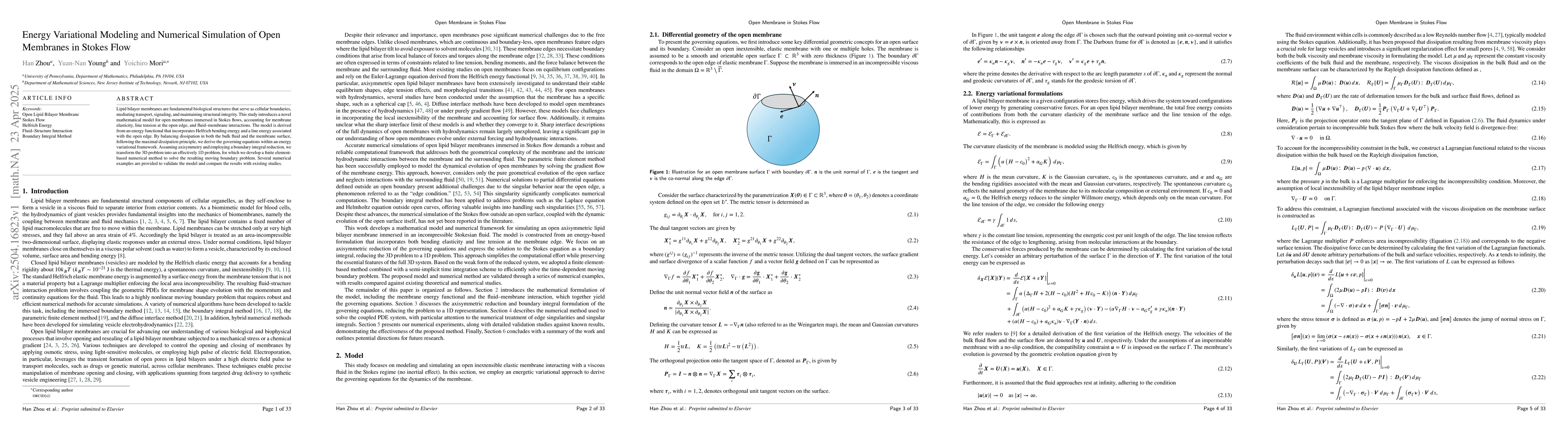 Thumbnail for Energy Variational Modeling and Numerical Simulation of Open Membranes
  in Stokes Flow