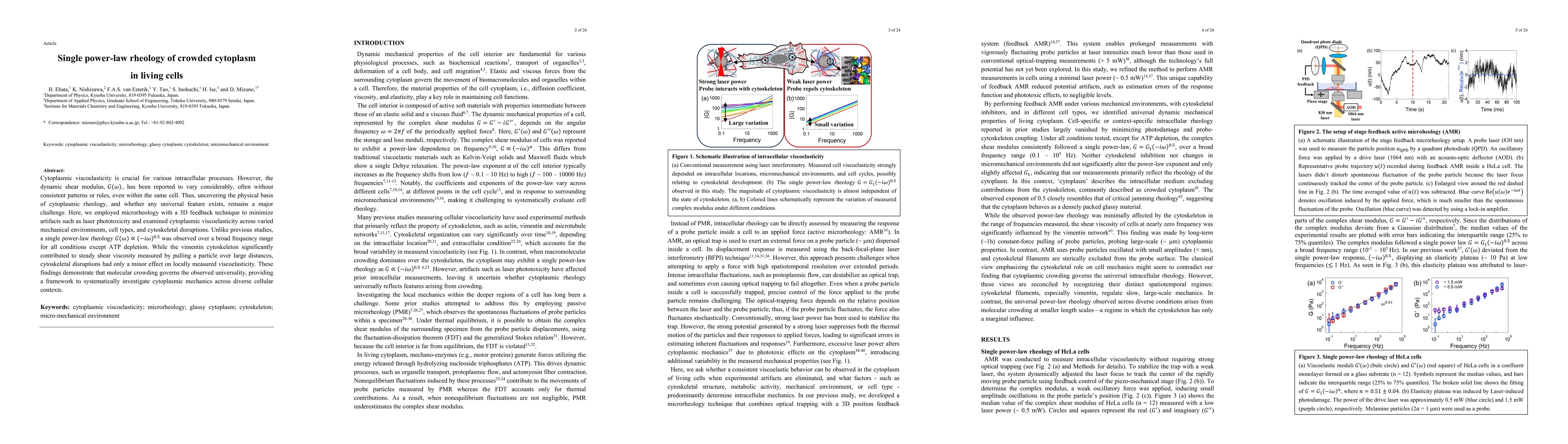 Thumbnail for Single power-law rheology of crowded cytoplasm in living cells