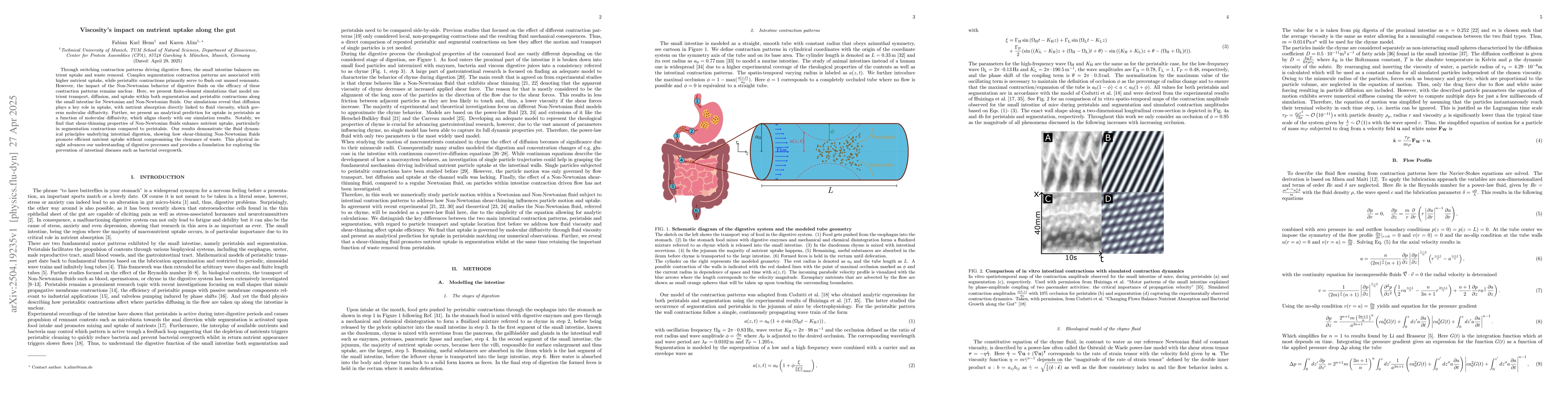 Thumbnail for Viscosity's impact on nutrient uptake along the gut