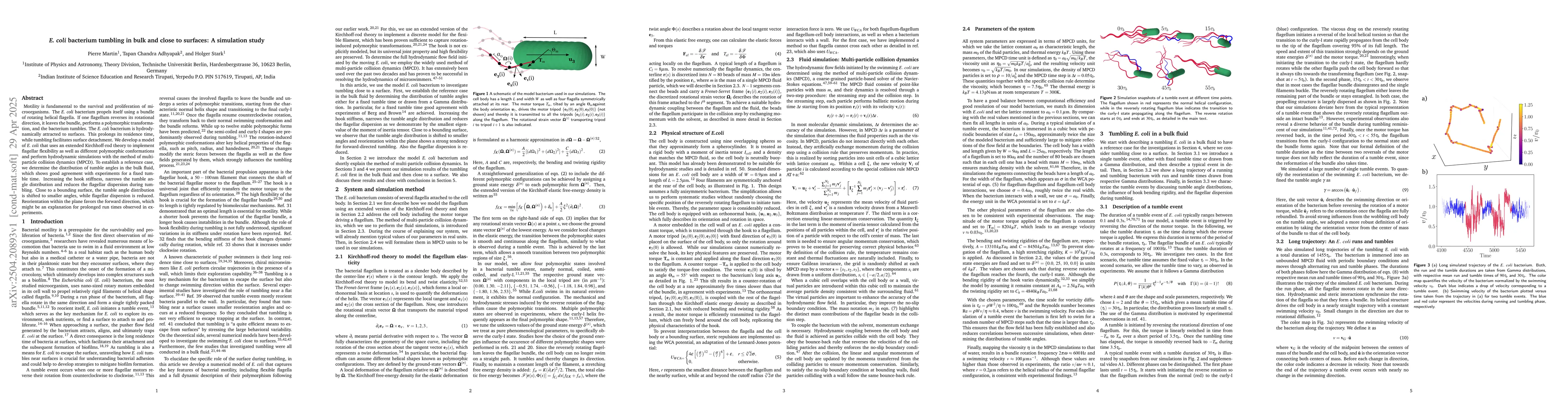 Thumbnail for E. coli bacterium tumbling in bulk and close to surfaces: A simulation
  study