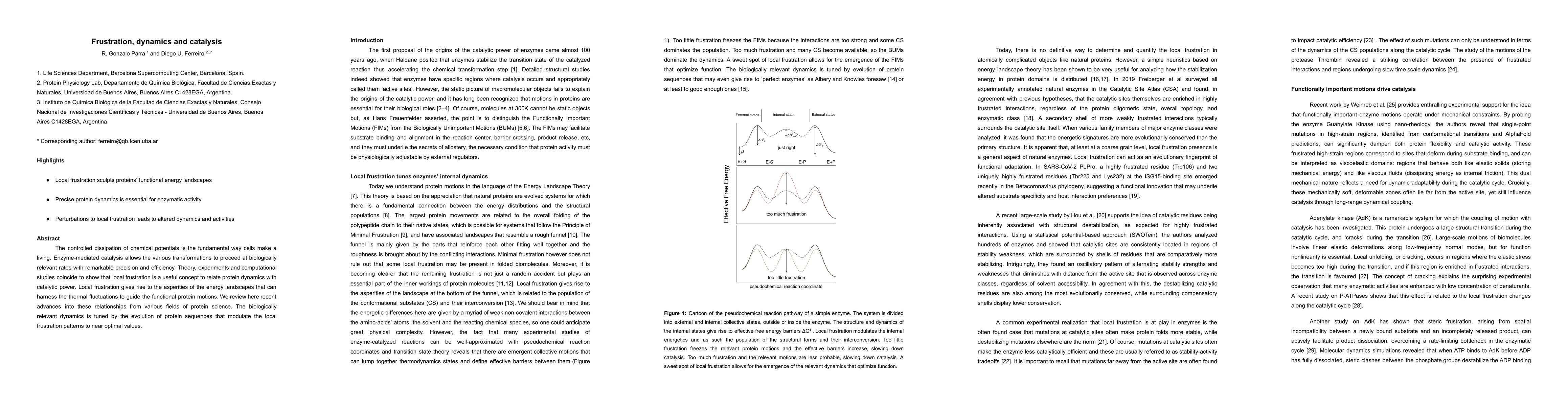Thumbnail for Frustration, dynamics and catalysis