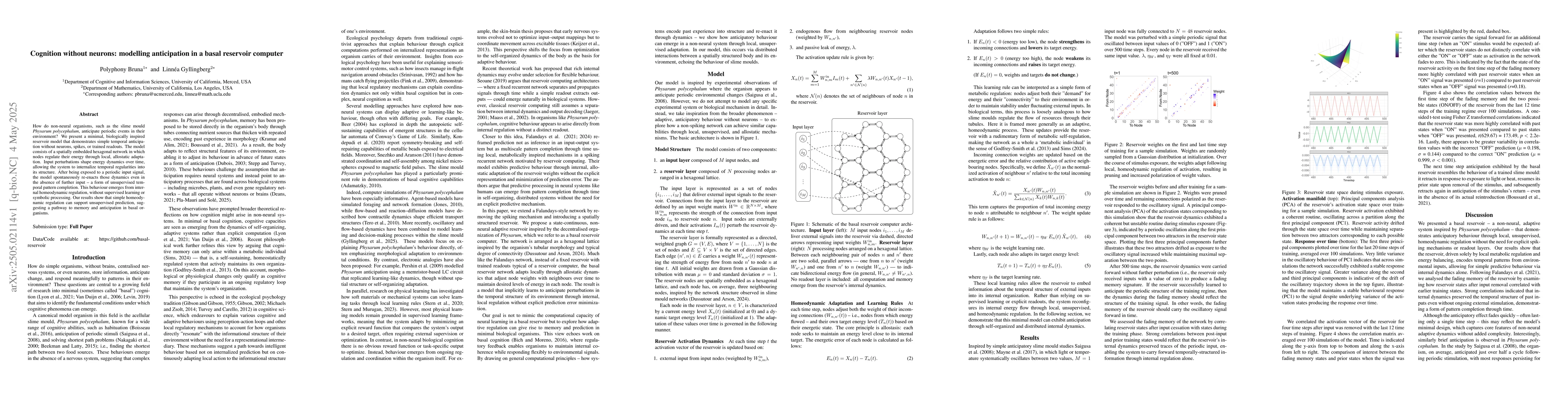 Thumbnail for Cognition without neurons: modelling anticipation in a basal reservoir
  computer