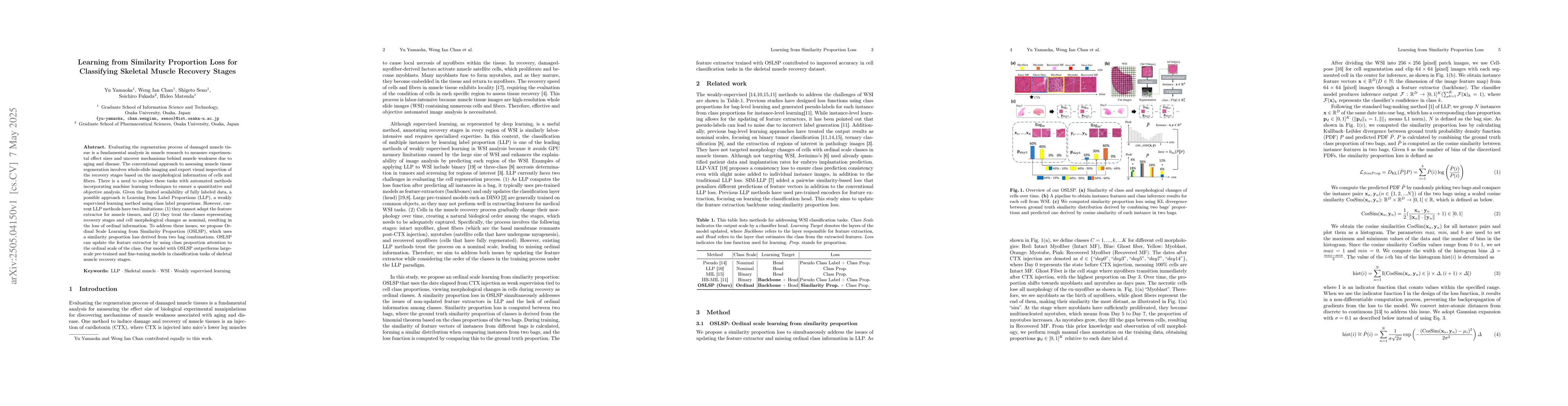 Thumbnail for Learning from Similarity Proportion Loss for Classifying Skeletal Muscle
  Recovery Stages