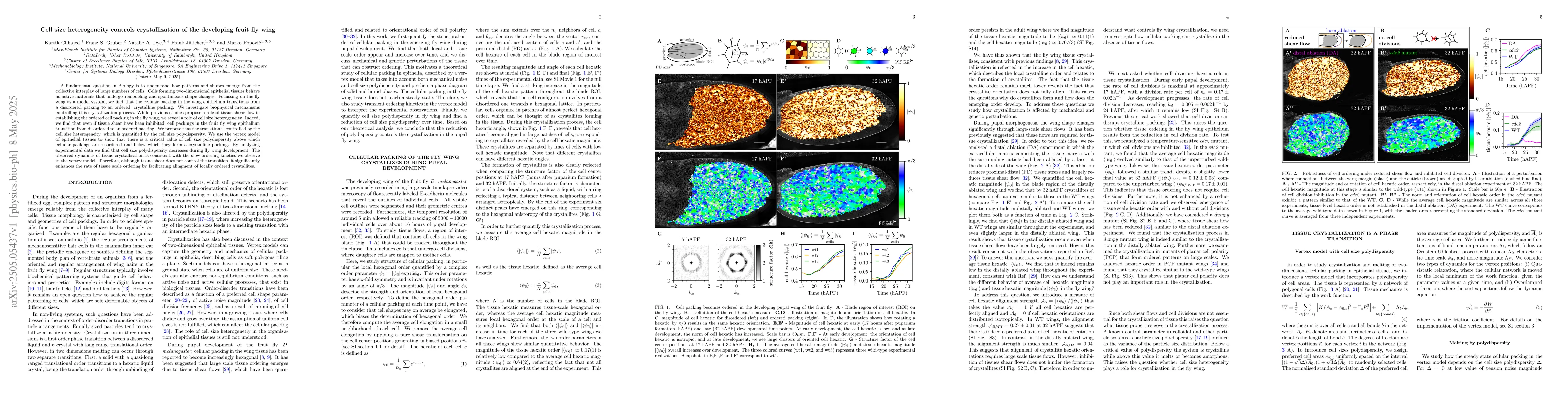 Thumbnail for Cell size heterogeneity controls crystallization of the developing fruit
  fly wing