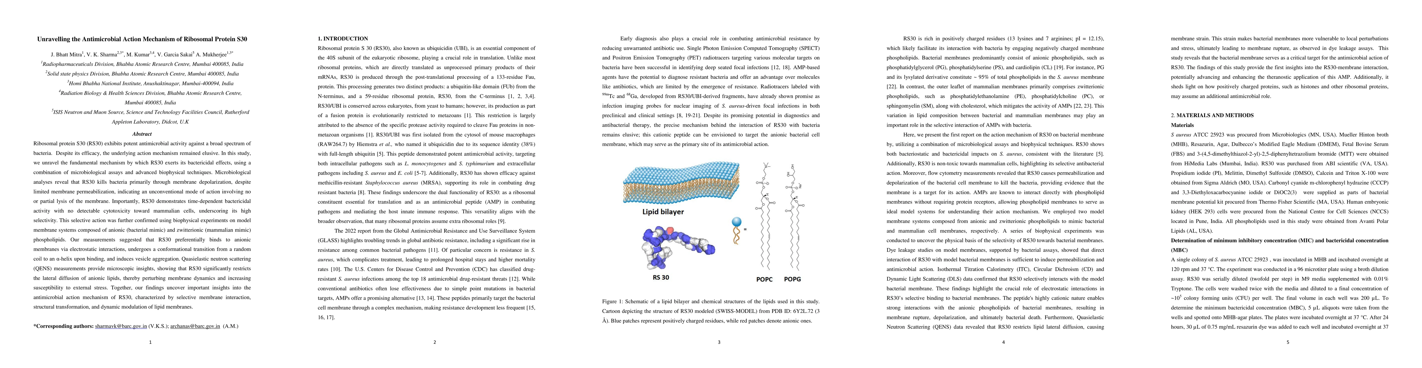 Thumbnail for Unravelling the Antimicrobial Action Mechanism of Ribosomal Protein S30