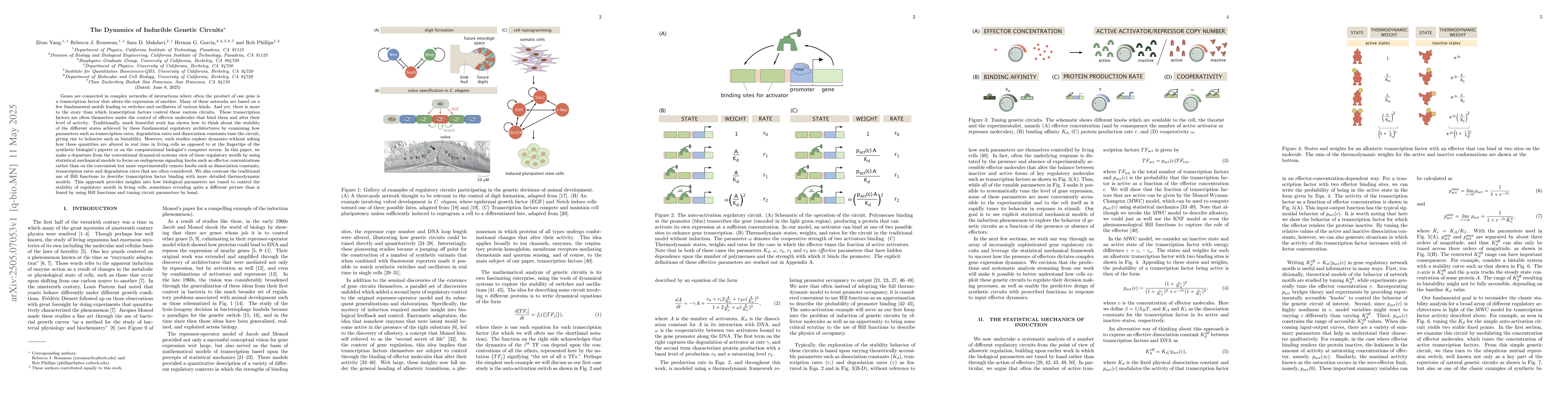Thumbnail for The Dynamics of Inducible Genetic Circuits