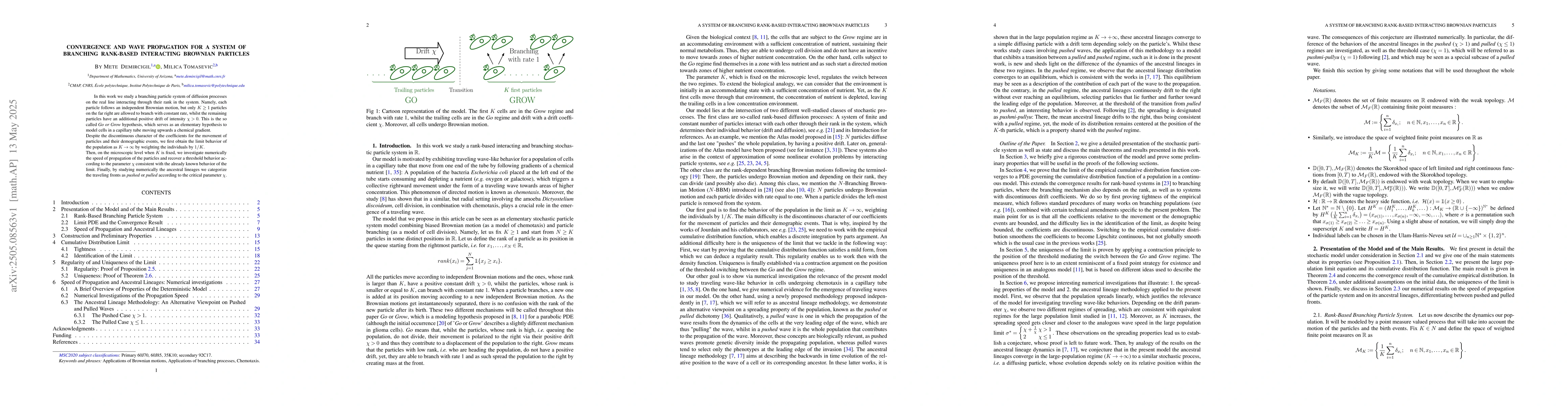 Thumbnail for Convergence and Wave Propagation for a System of Branching Rank-Based
  Interacting Brownian Particles