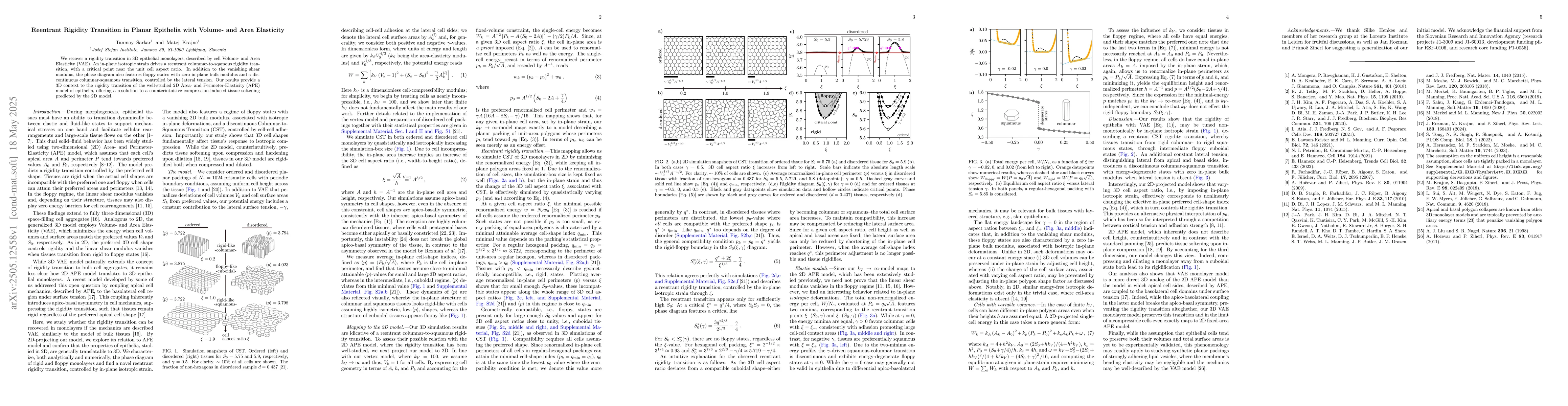Thumbnail for Reentrant Rigidity Transition in Planar Epithelia with Volume- and Area
  Elasticity