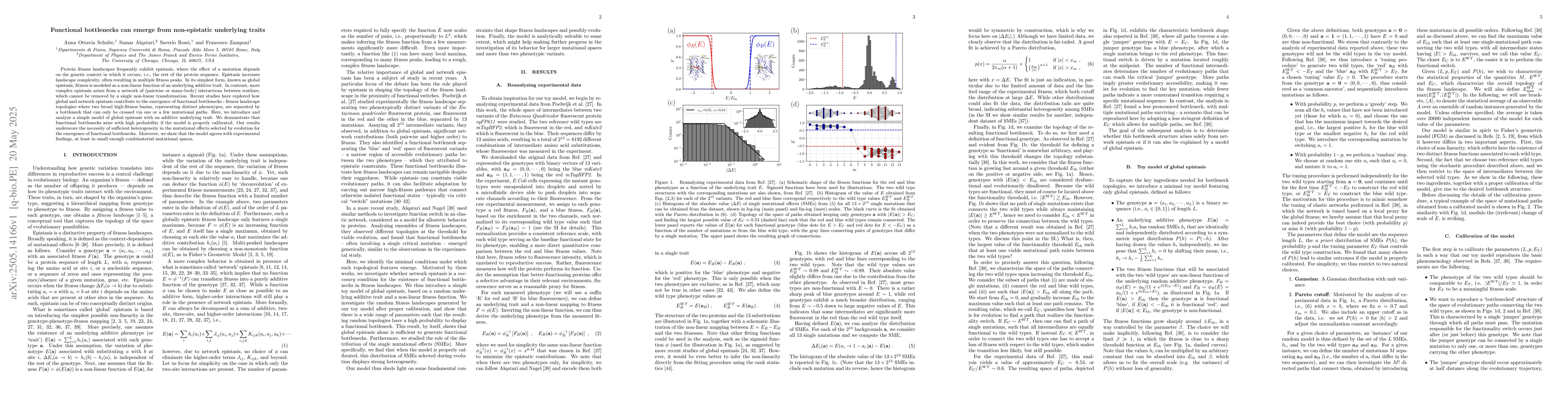 Thumbnail for Functional bottlenecks can emerge from non-epistatic underlying traits