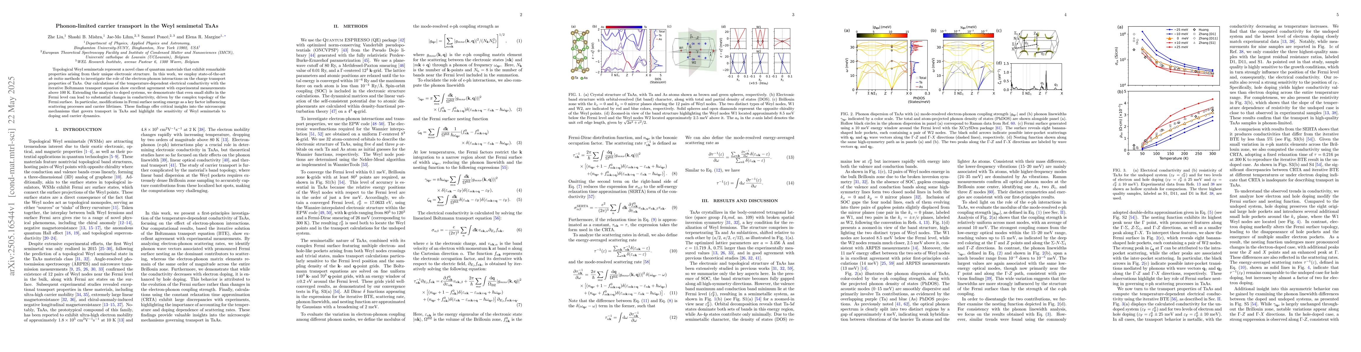 Thumbnail for Phonon-limited carrier transport in the Weyl semimetal TaAs