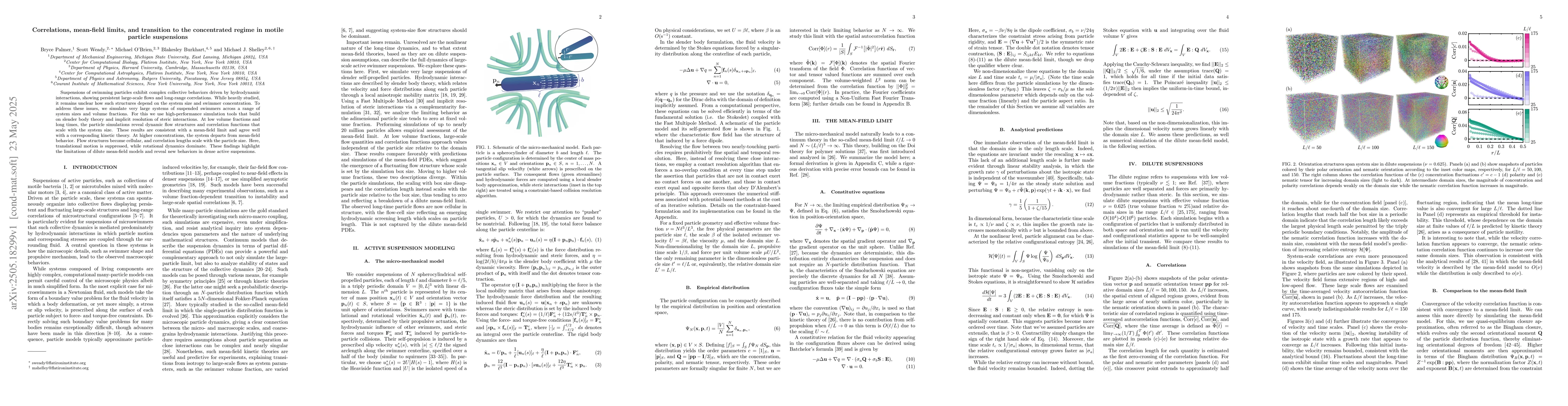 Thumbnail for Correlations, mean-field limits, and transition to the concentrated
  regime in motile particle suspensions