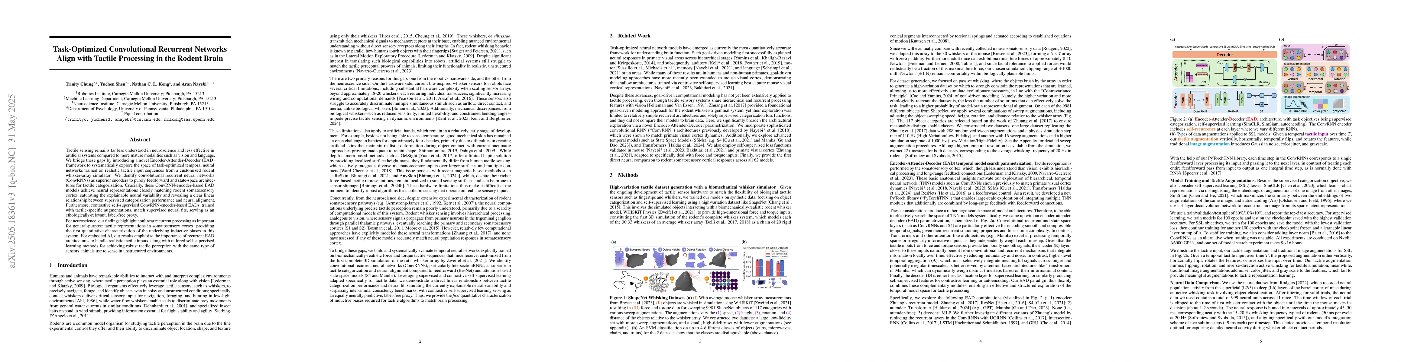 Thumbnail for Task-Optimized Convolutional Recurrent Networks Align with Tactile
  Processing in the Rodent Brain