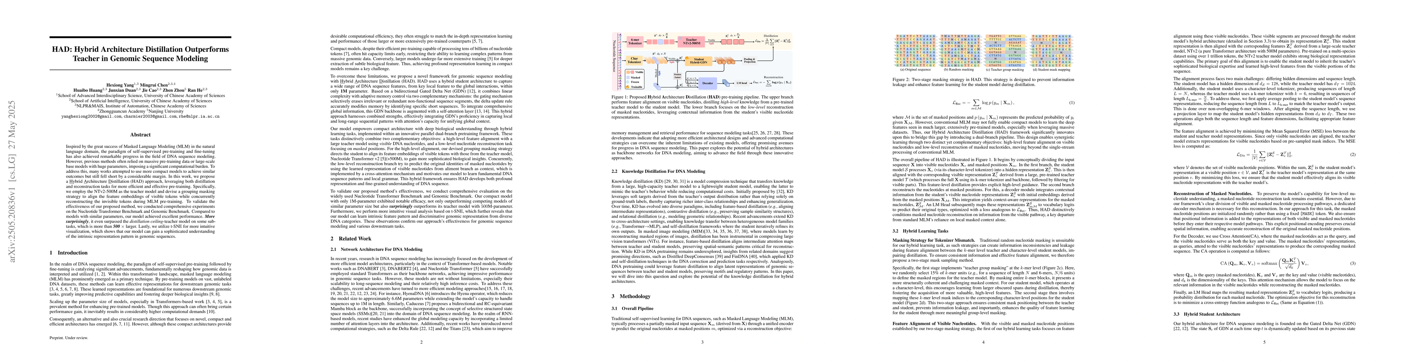 Thumbnail for HAD: Hybrid Architecture Distillation Outperforms Teacher in Genomic
  Sequence Modeling