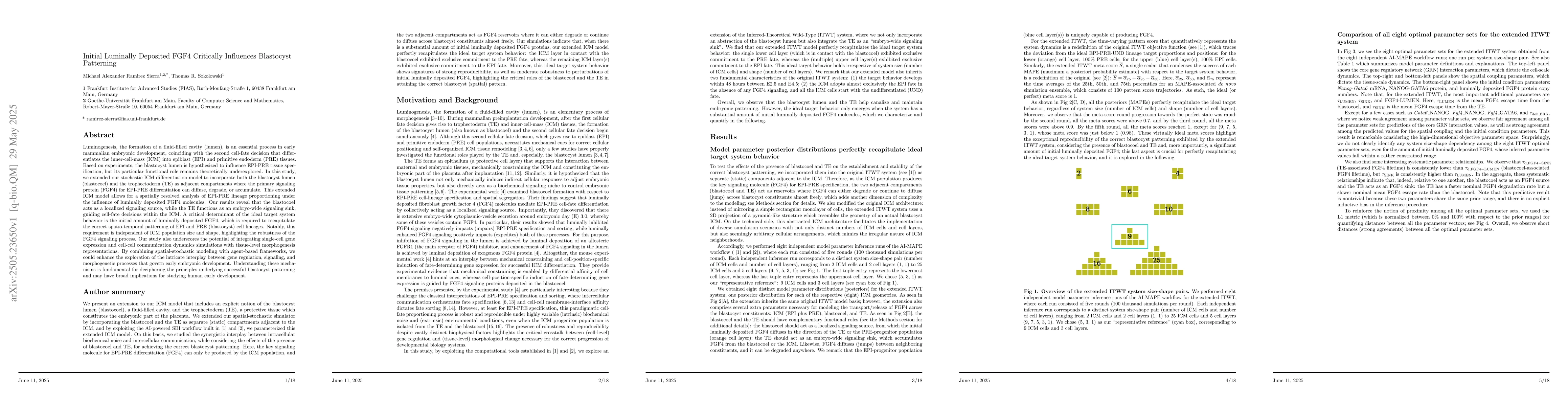 Thumbnail for Initial Luminally Deposited FGF4 Critically Influences Blastocyst
  Patterning
