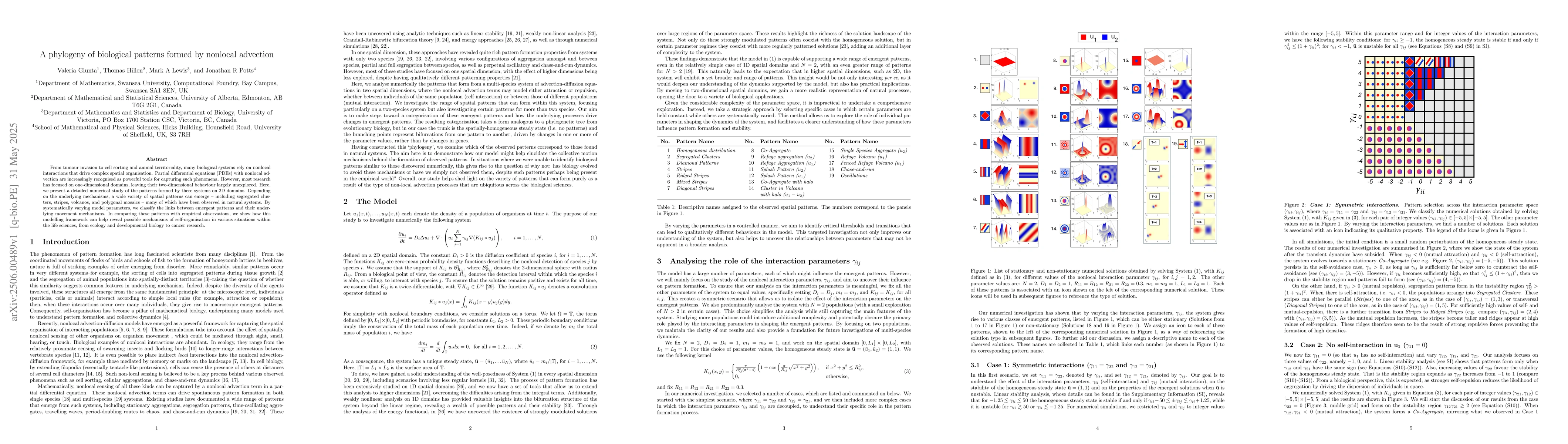 Thumbnail for A phylogeny of biological patterns formed by nonlocal advection