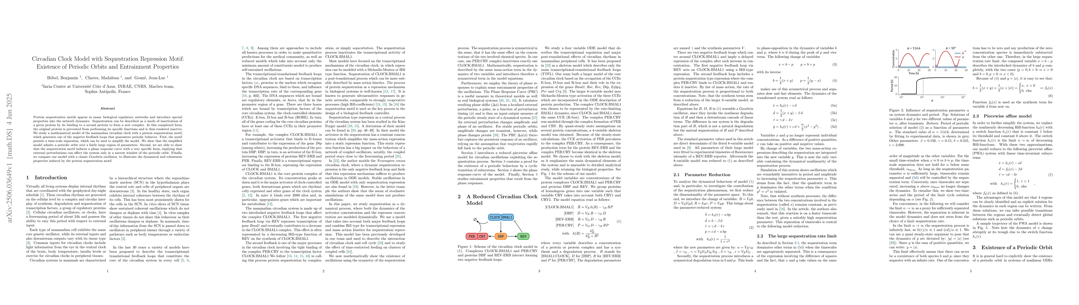 Thumbnail for Circadian Clock Model with Sequestration Repression Motif: Existence of
  Periodic Orbits and Entrainment Properties