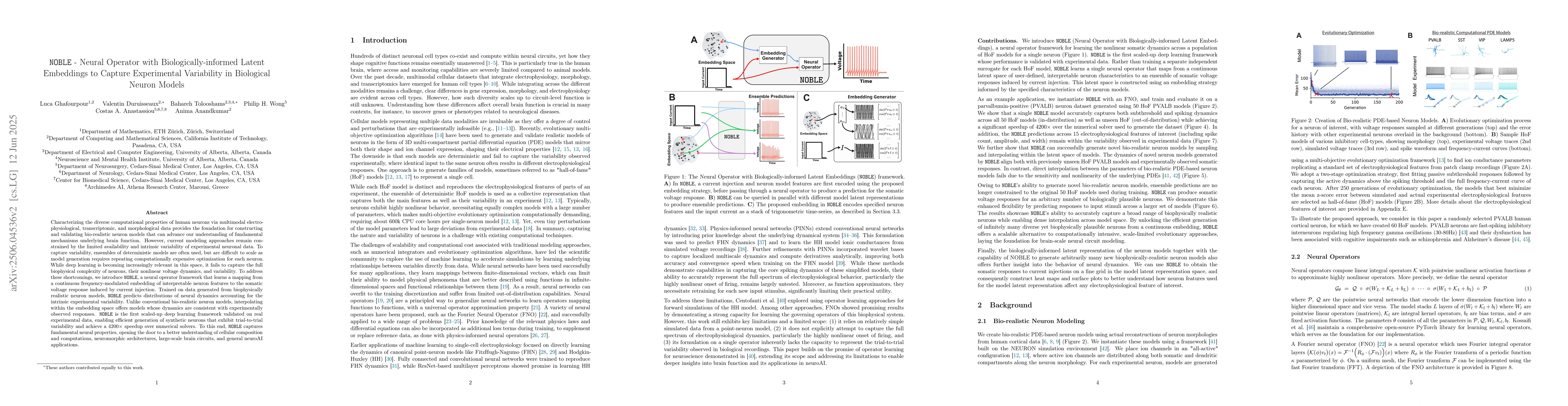 Thumbnail for NOBLE -- Neural Operator with Biologically-informed Latent Embeddings to
  Capture Experimental Variability in Biological Neuron Models