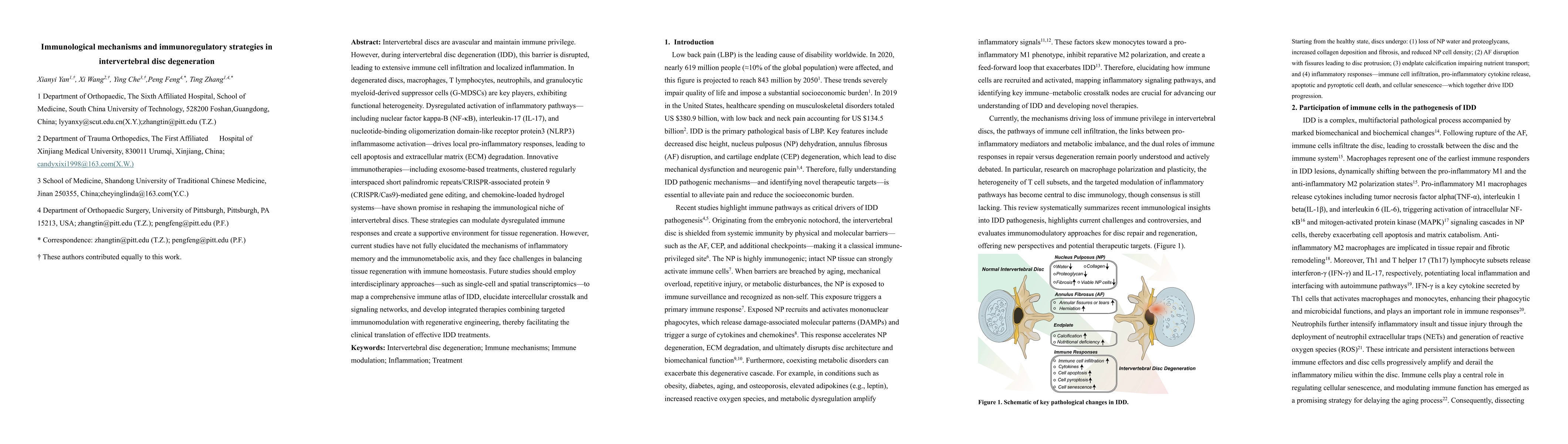 Thumbnail for Immunological mechanisms and immunoregulatory strategies in
  intervertebral disc degeneration
