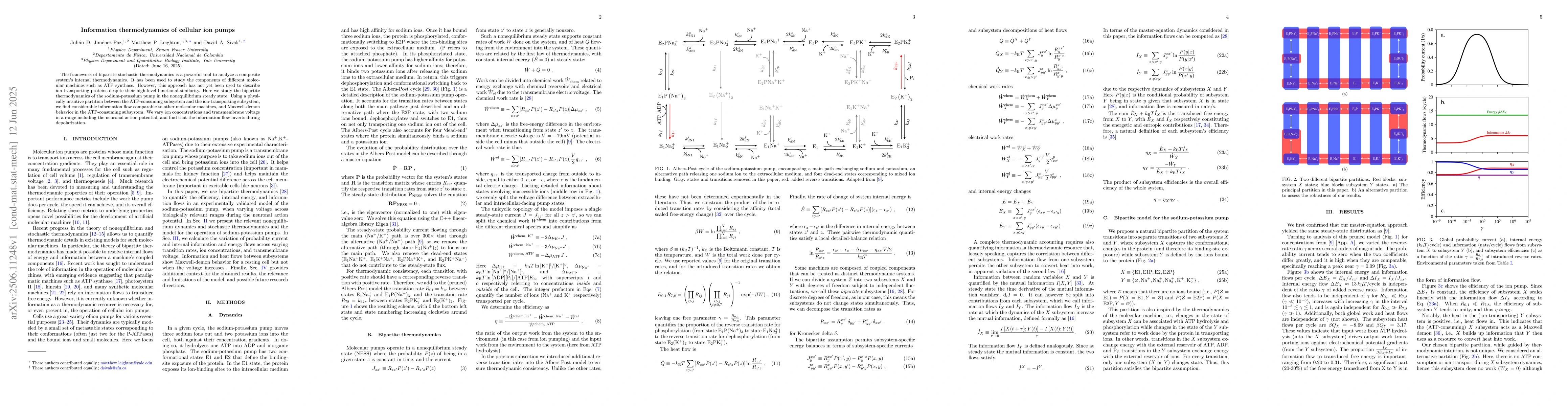 Thumbnail for Information thermodynamics of cellular ion pumps
