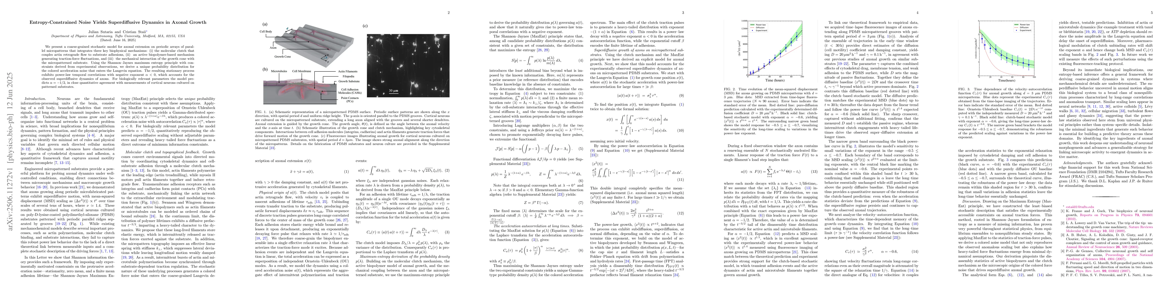 Thumbnail for Entropy-Constrained Noise Yields Superdiffusive Dynamics in Axonal
  Growth