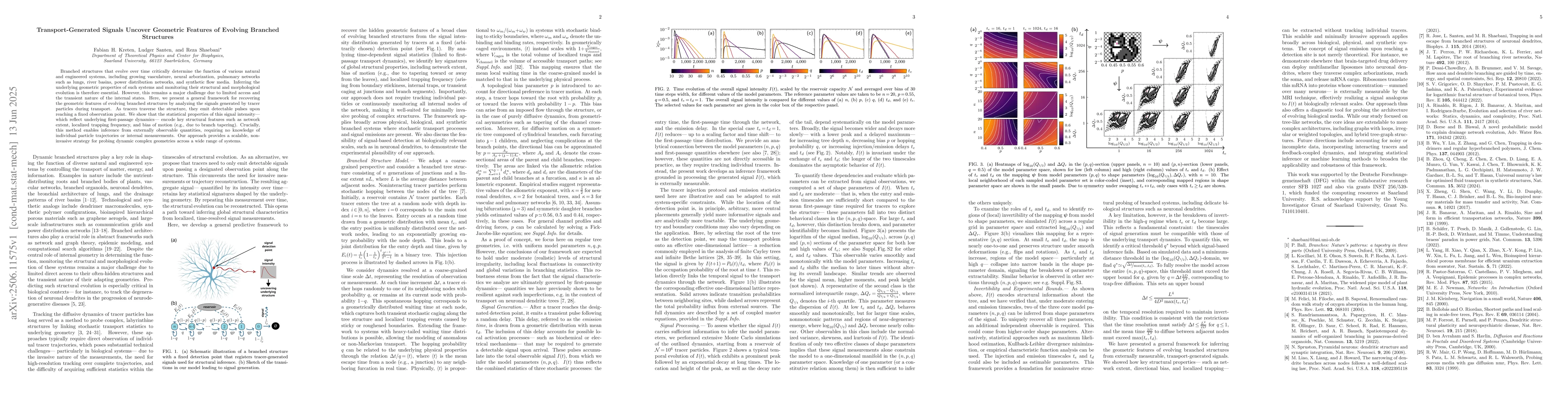 Thumbnail for Transport-Generated Signals Uncover Geometric Features of Evolving
  Branched Structures