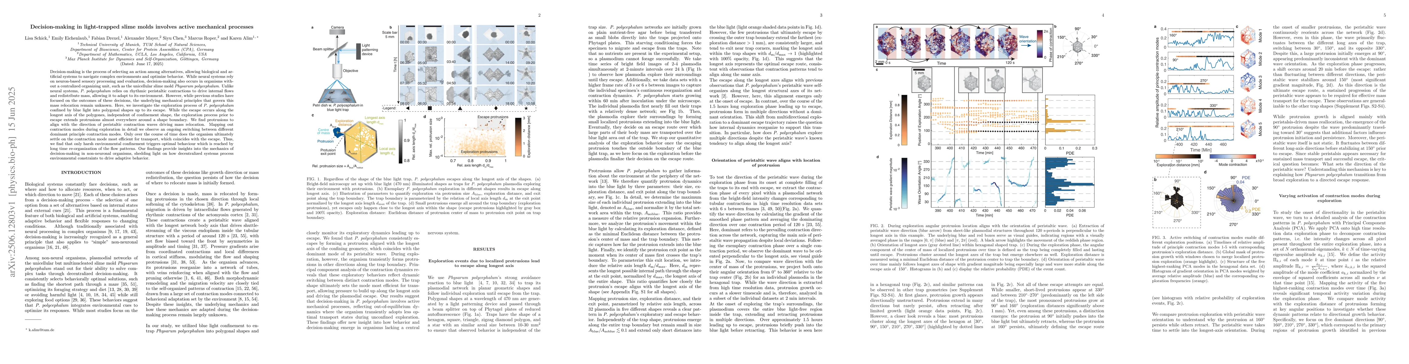 Thumbnail for Decision-making in light-trapped slime molds involves active mechanical
  processes