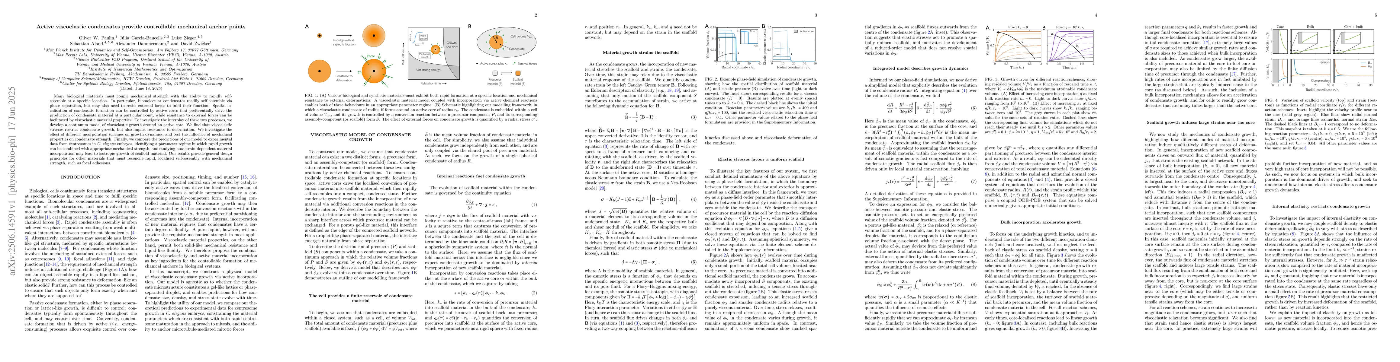 Thumbnail for Active viscoelastic condensates provide controllable mechanical anchor
  points