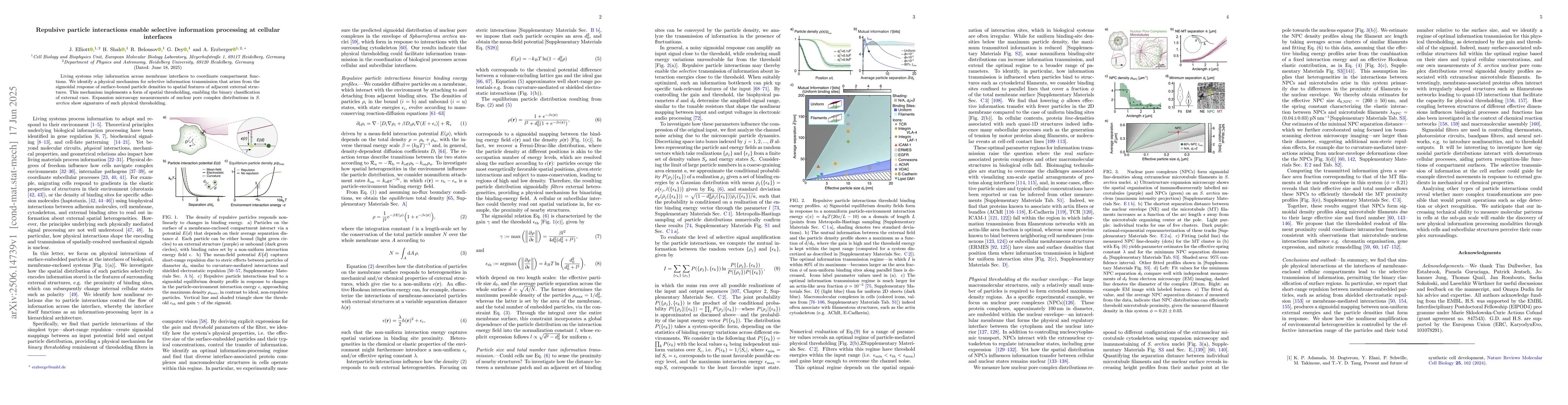 Thumbnail for Repulsive particle interactions enable selective information processing
  at cellular interfaces