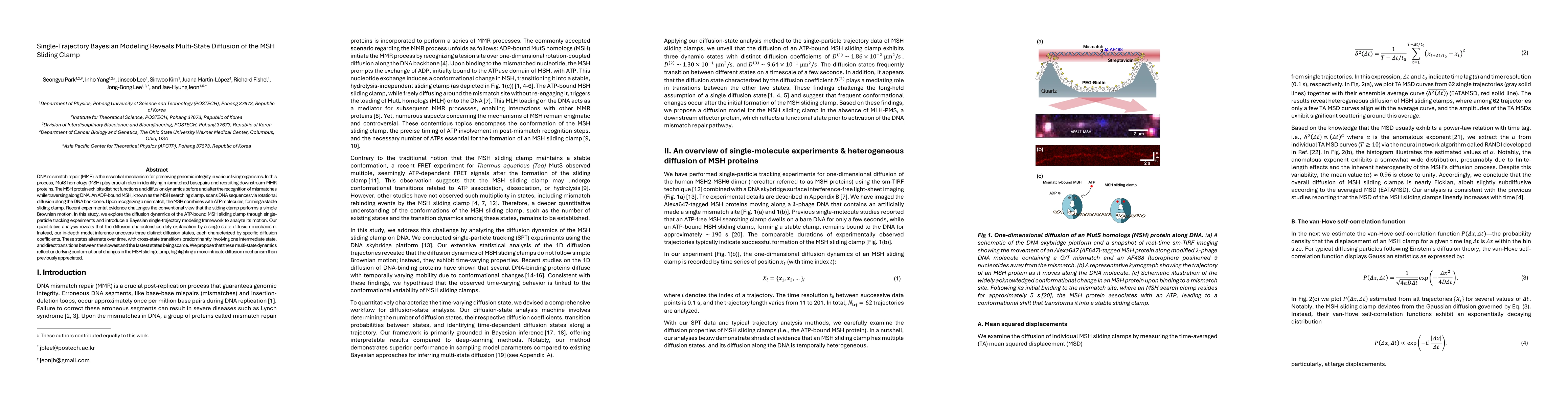 Thumbnail for Single-Trajectory Bayesian Modeling Reveals Multi-State Diffusion of the
  MSH Sliding Clamp