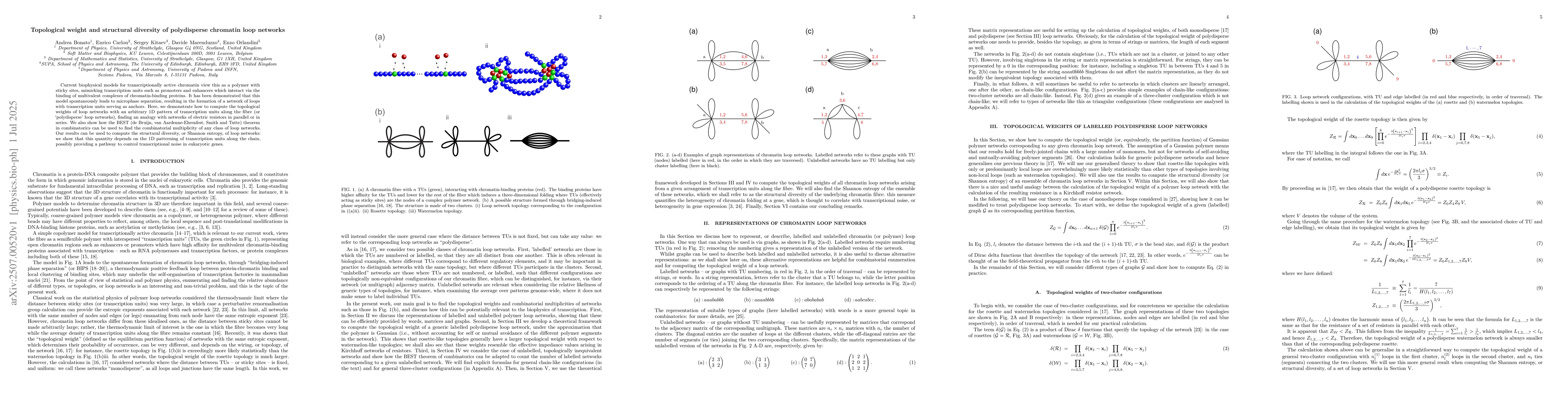 Thumbnail for Topological weight and structural diversity of polydisperse chromatin
  loop networks
