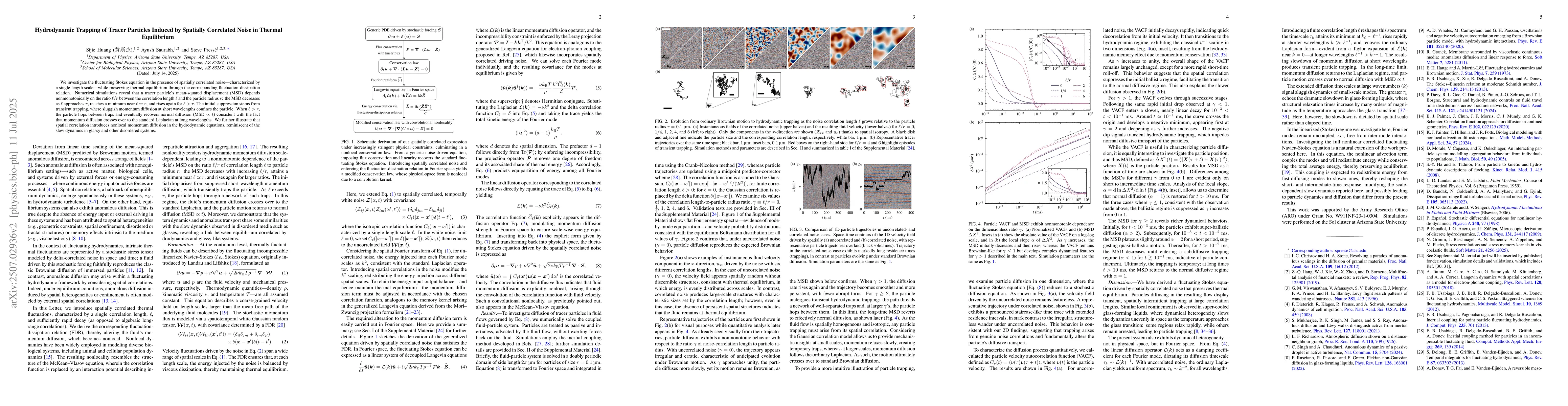 Thumbnail for Hydrodynamic Trapping of Tracer Particles Induced by Spatially
  Correlated Noise in Thermal Equilibrium