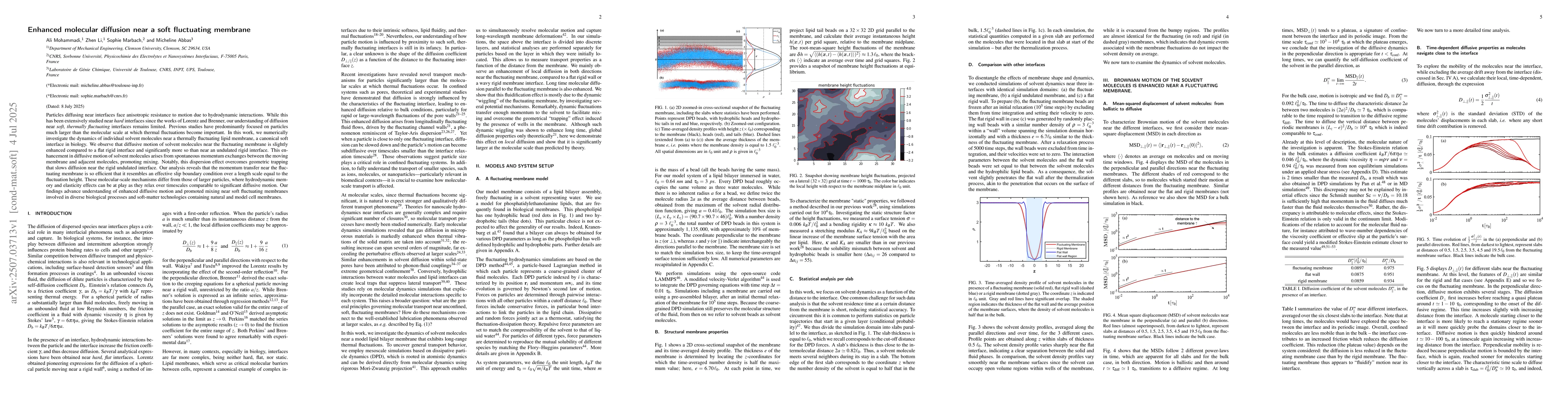 Thumbnail for Enhanced molecular diffusion near a soft fluctuating membrane