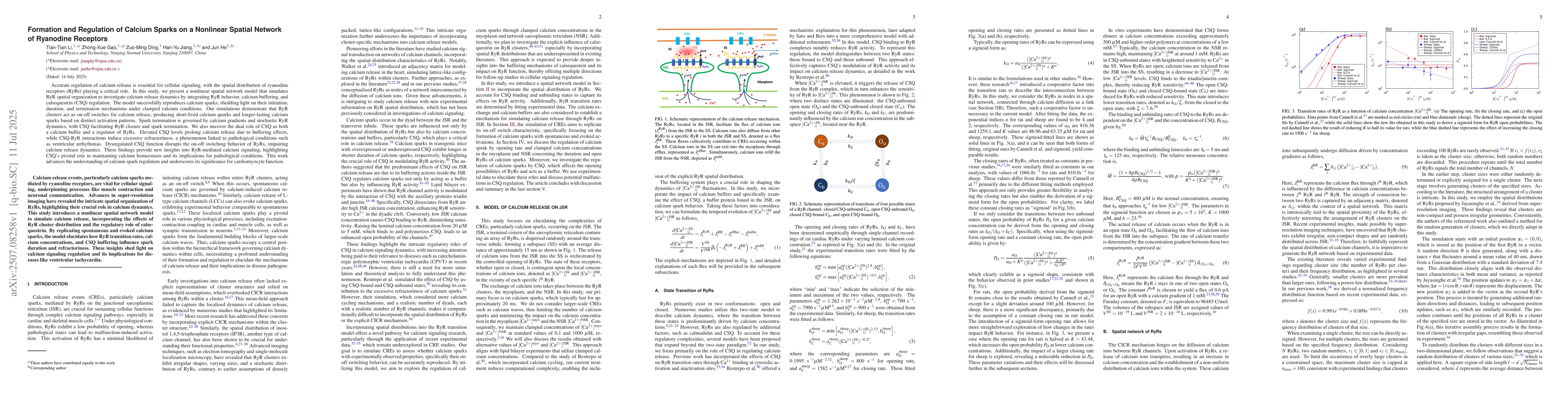 Thumbnail for Formation and Regulation of Calcium Sparks on a Nonlinear Spatial
  Network of Ryanodine Receptors
